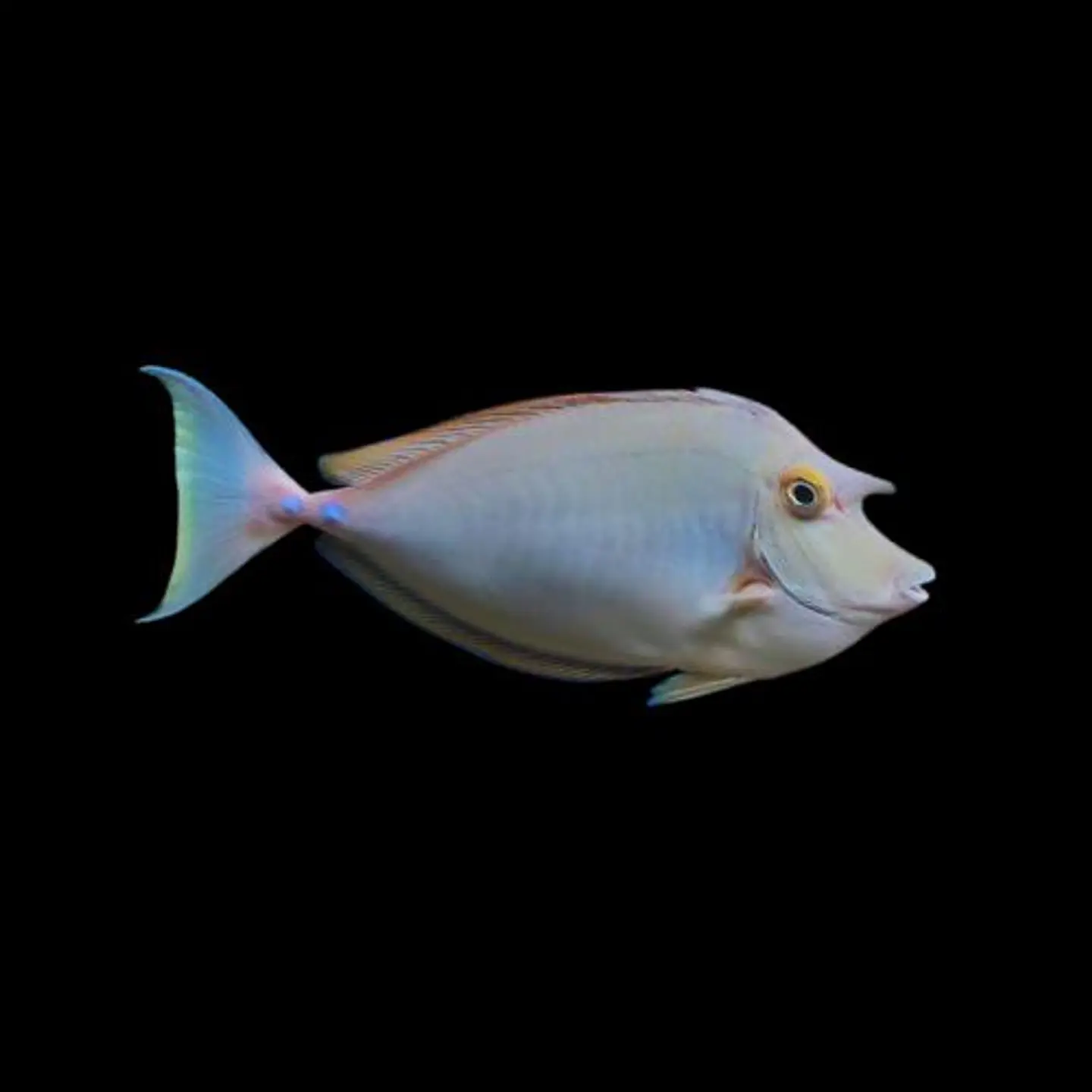 Naso Brachycentron 1