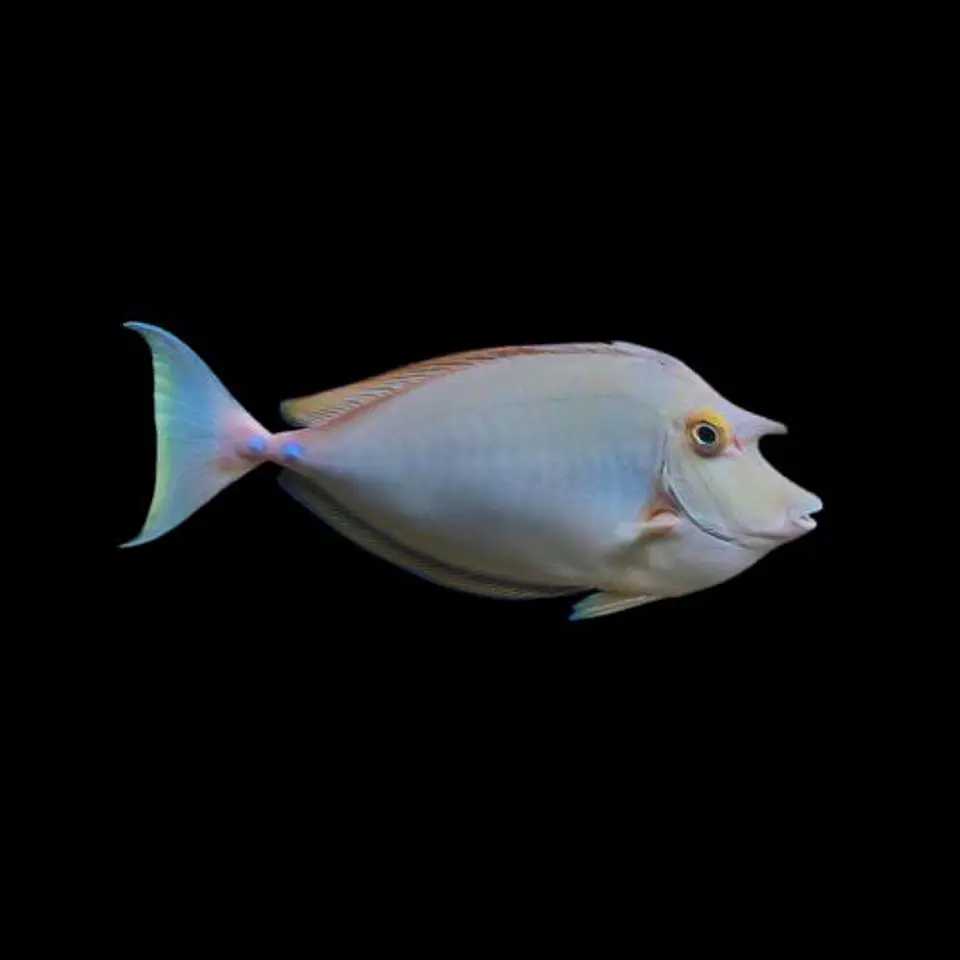 Naso Brachycentron 1