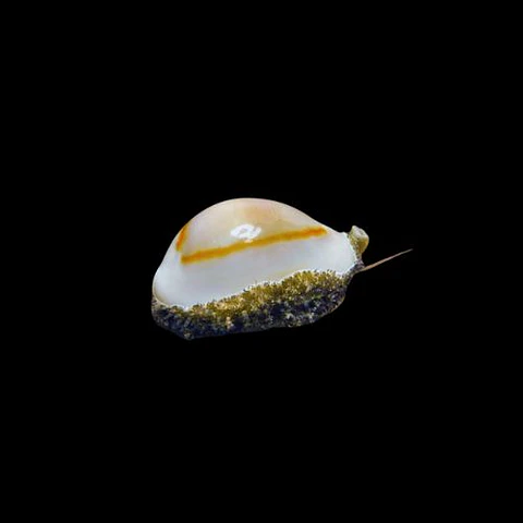 Monetaria annulus