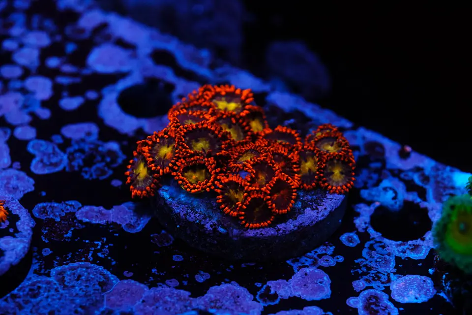 zoanthus 1