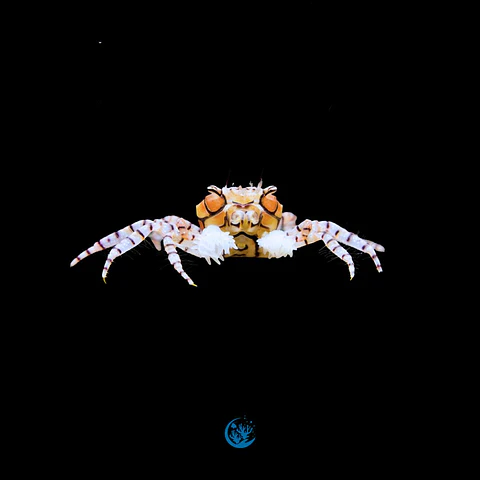Lybia Tessalata