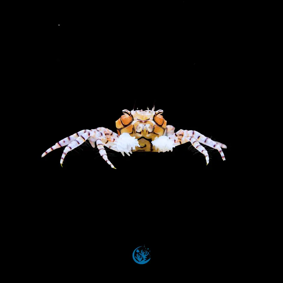 Lybia Tessalata 1