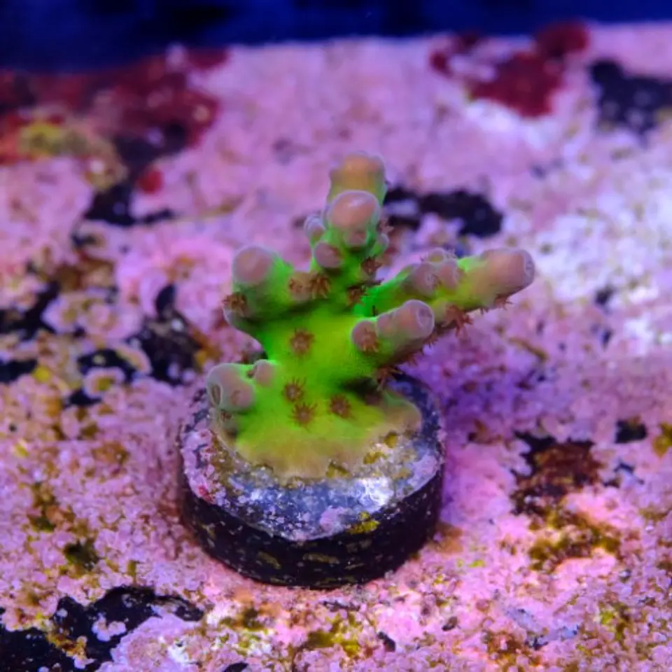 Acropora blue tort 2