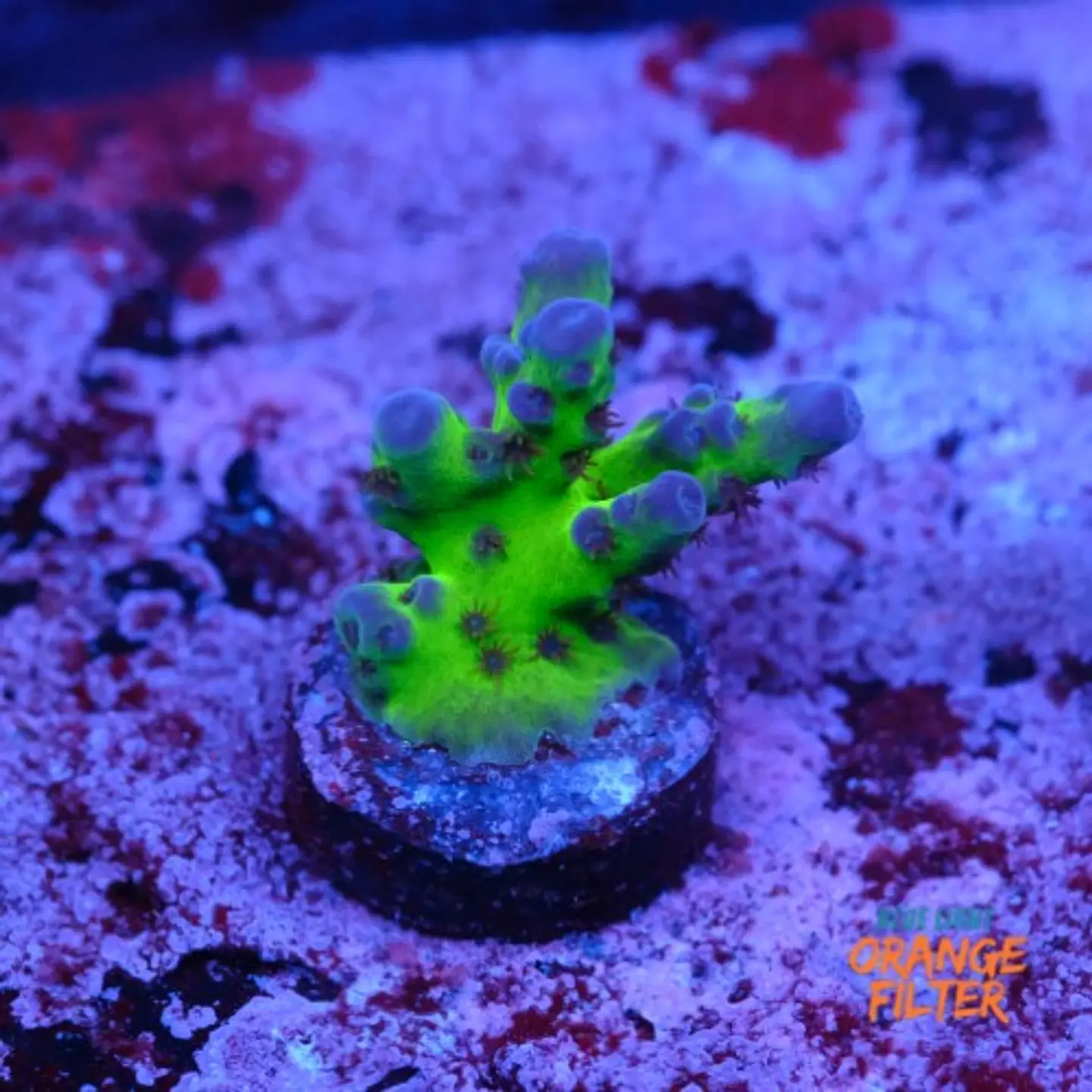 Acropora blue tort 1