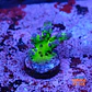 Acropora blue tort - Thumbnail 1