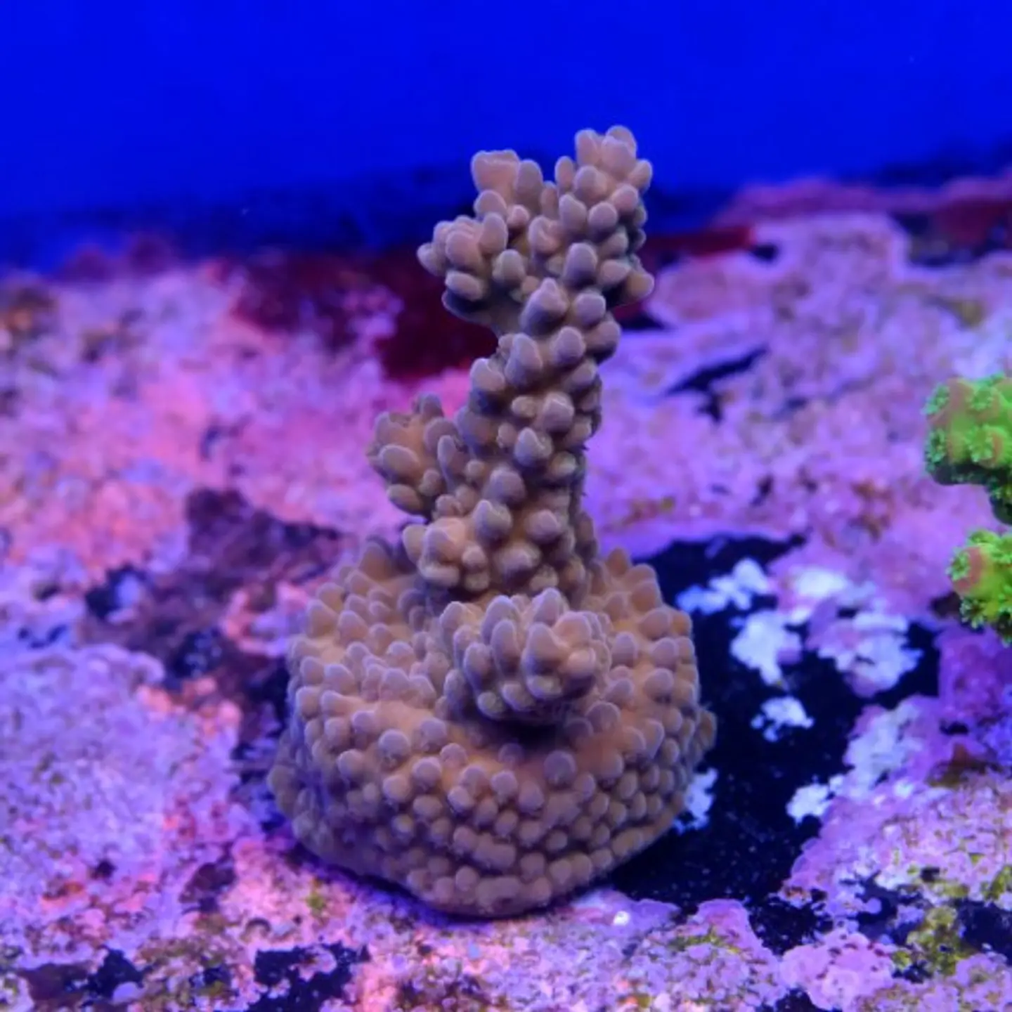 Acropora sp  2