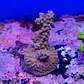 Acropora sp  - Thumbnail 2