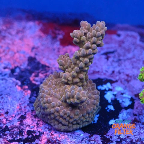 Acropora sp 