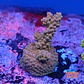 Acropora sp  - Thumbnail 1