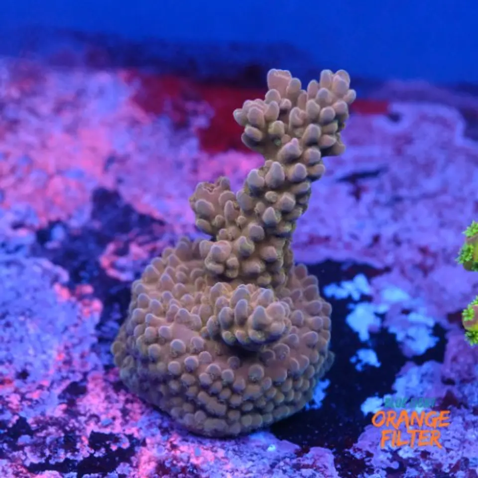 Acropora sp  1