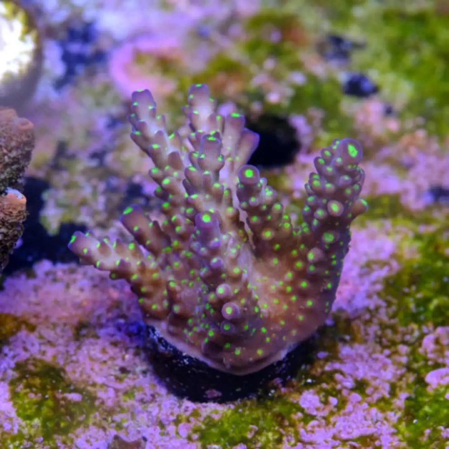 Acropora tricolor 2