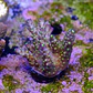 Acropora tricolor - Thumbnail 2