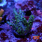 Acropora tricolor - Thumbnail 1