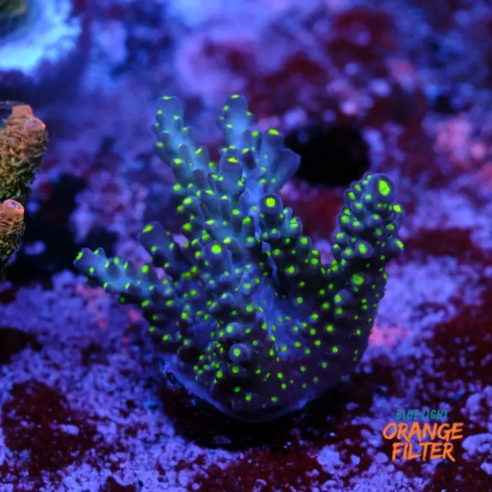 Acropora tricolor 1
