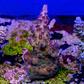 Acropora OG Avenger  - Thumbnail 2