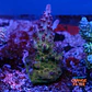 Acropora OG Avenger  - Thumbnail 1