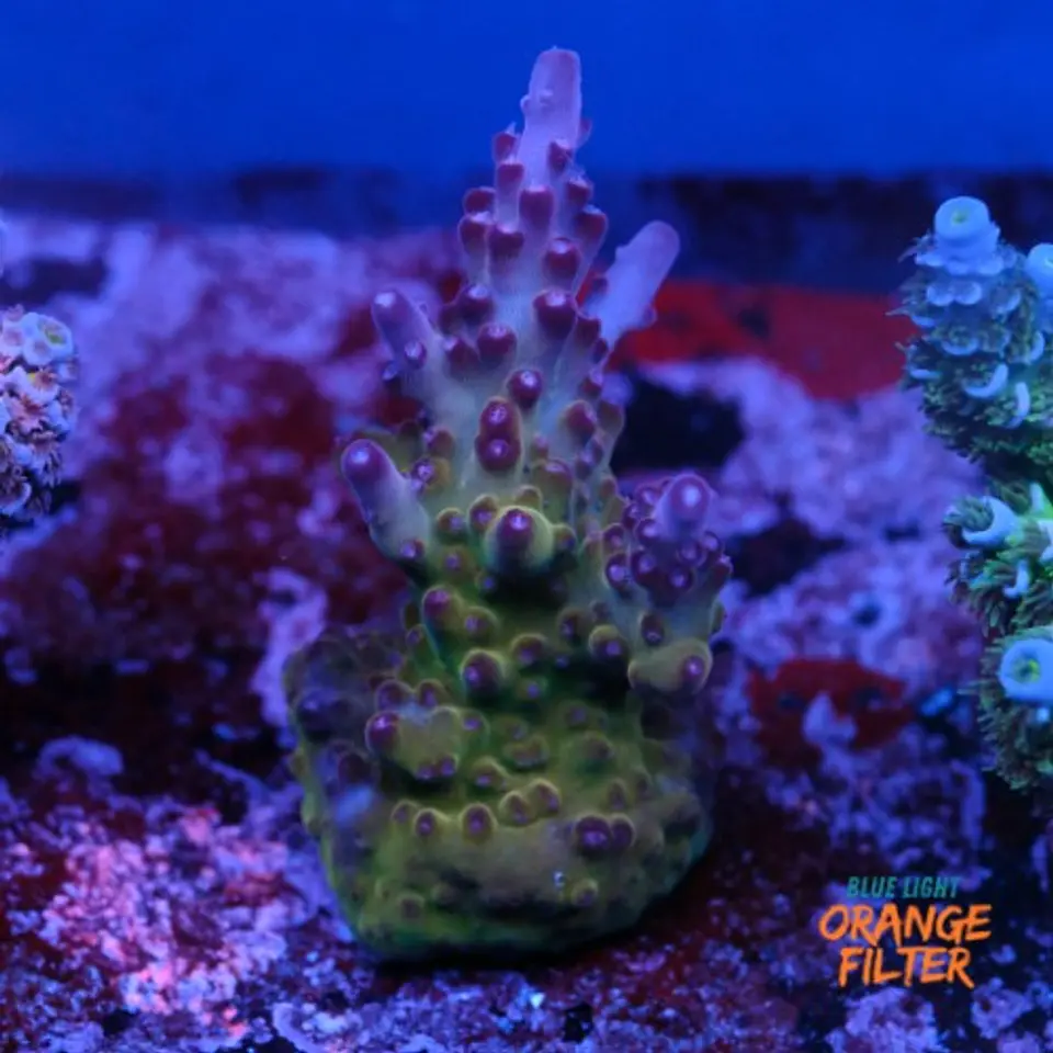 Acropora OG Avenger  1