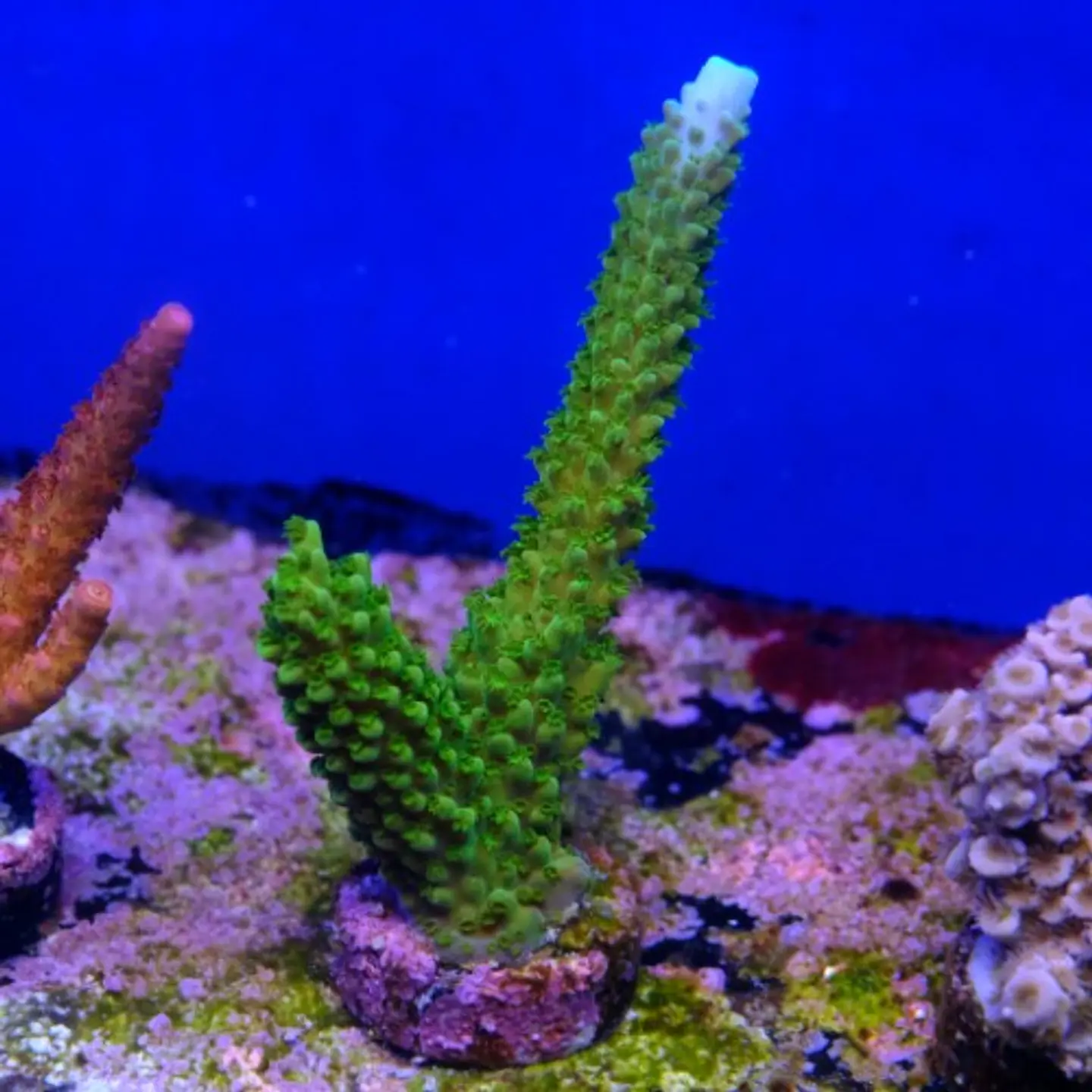 Acropora sp  1