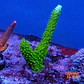 Acropora sp  - Thumbnail 2