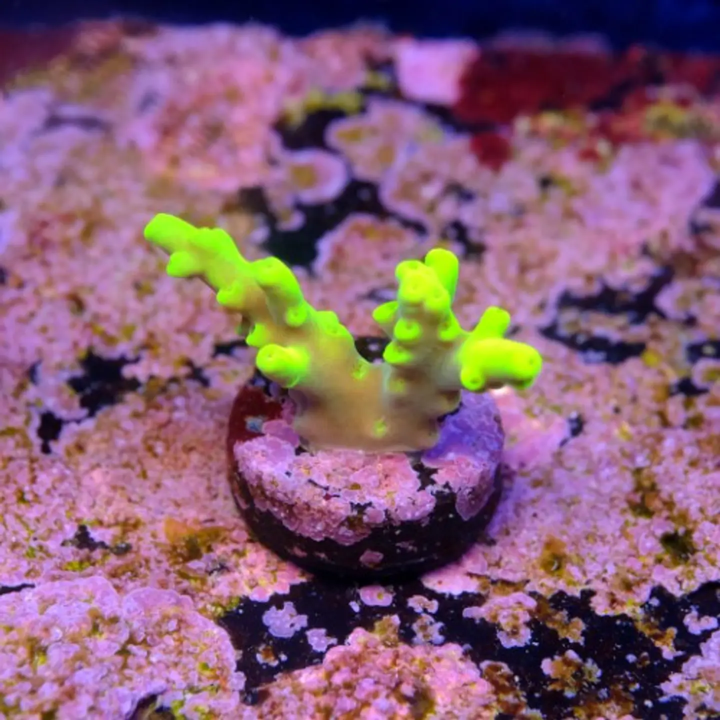 Acropora lokani  2