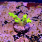 Acropora lokani  - Thumbnail 2