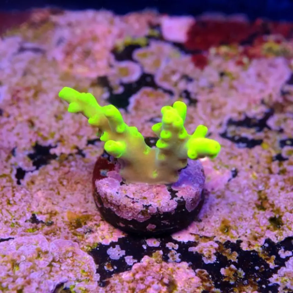 Acropora lokani  2