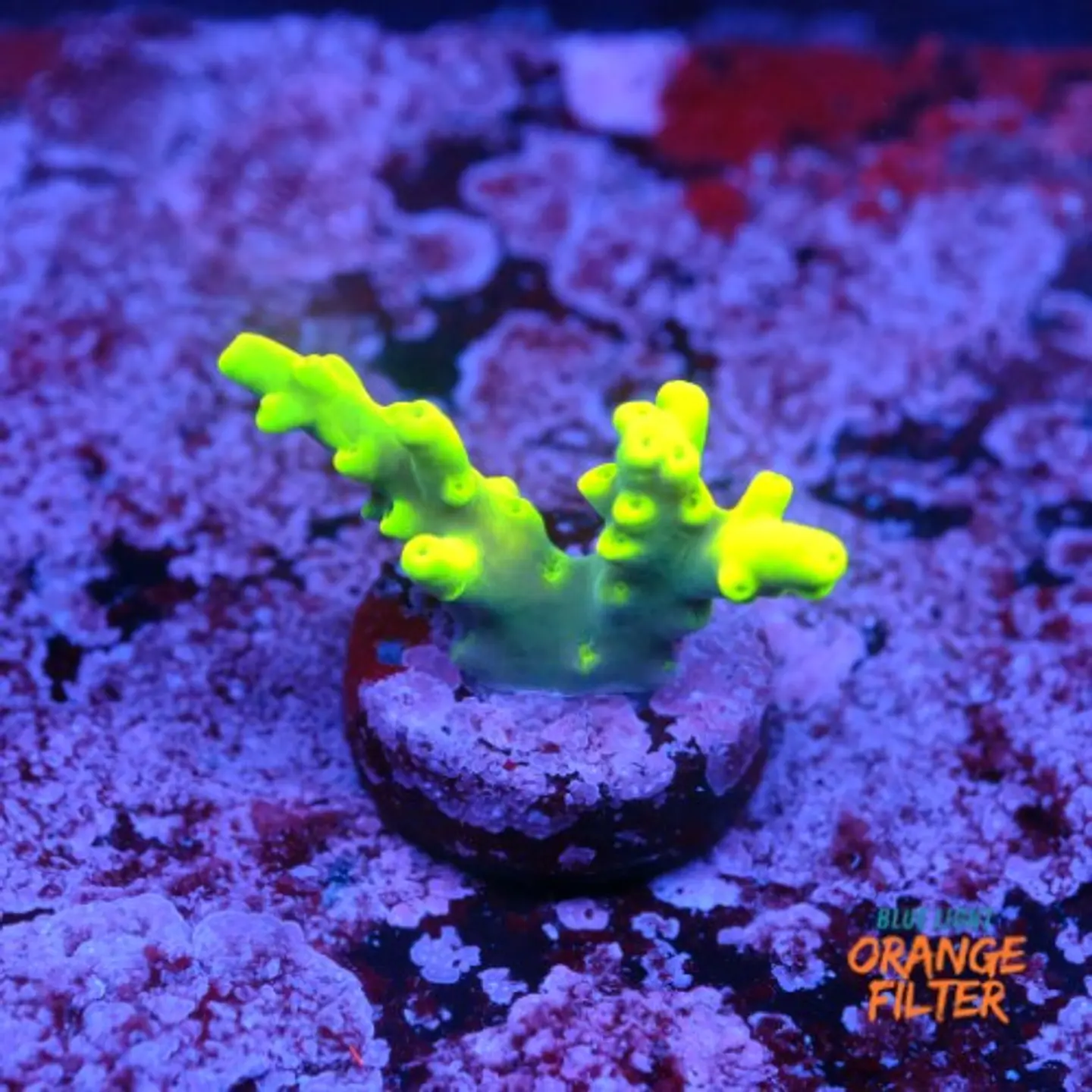 Acropora lokani  1