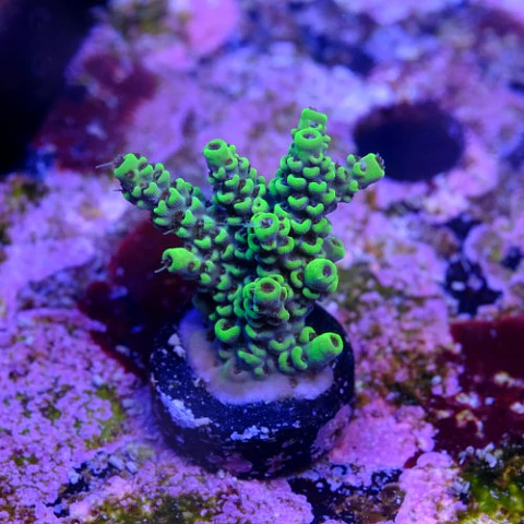 Acropora sp 