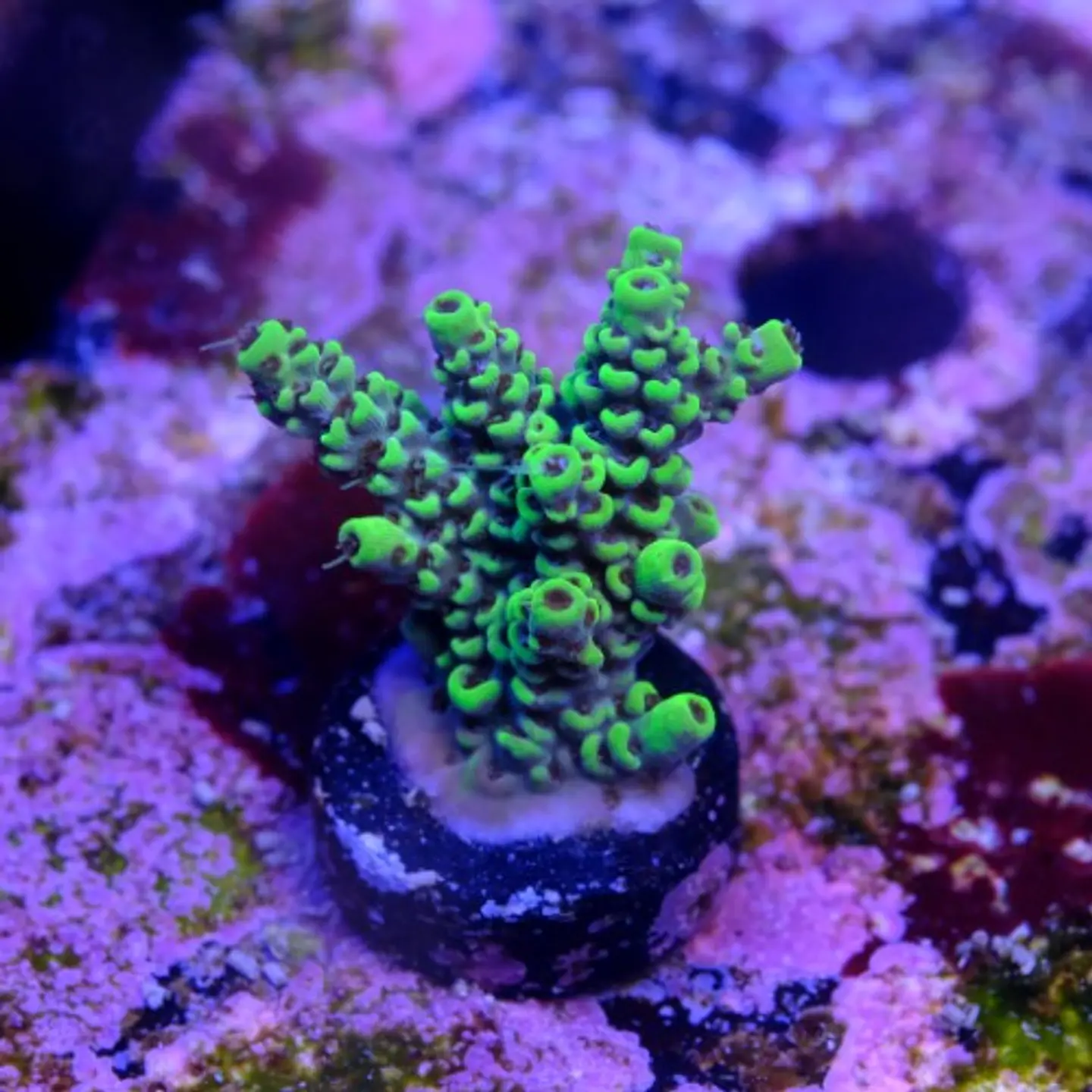 Acropora sp  2