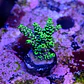 Acropora sp  - Thumbnail 2