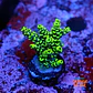 Acropora sp  - Thumbnail 1