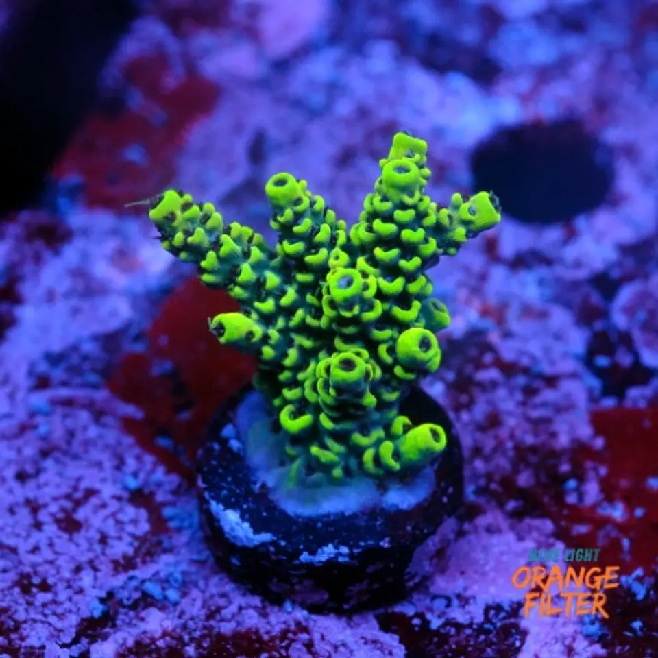 Acropora sp  1