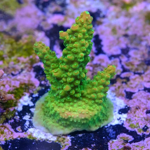 Acropora mango garden