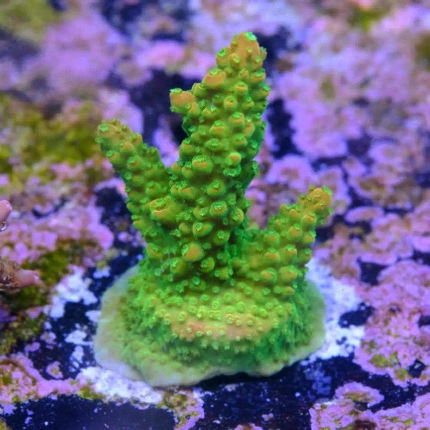 Acropora mango garden 2