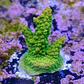 Acropora mango garden - Thumbnail 2