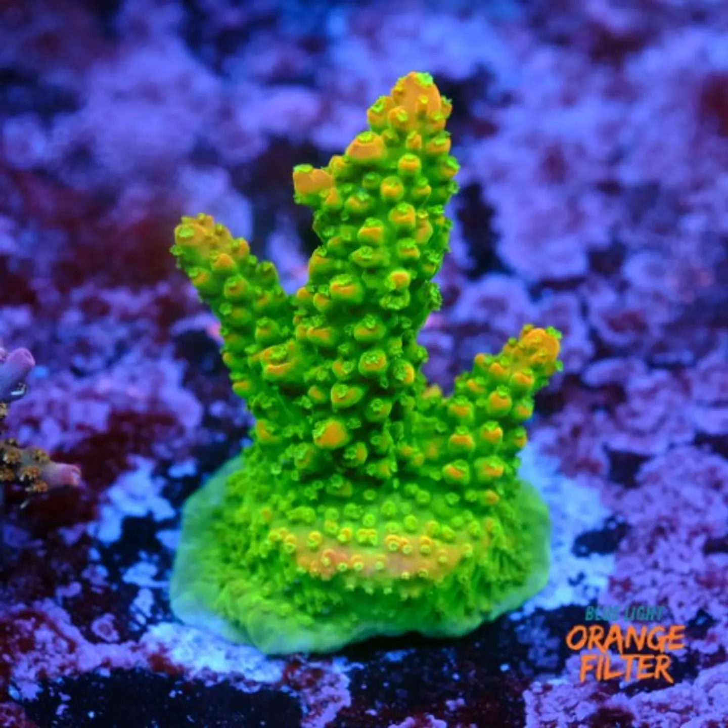 Acropora mango garden 1