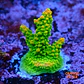 Acropora mango garden - Thumbnail 1