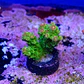 Acropora florida  - Thumbnail 2