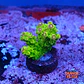 Acropora florida  - Thumbnail 1