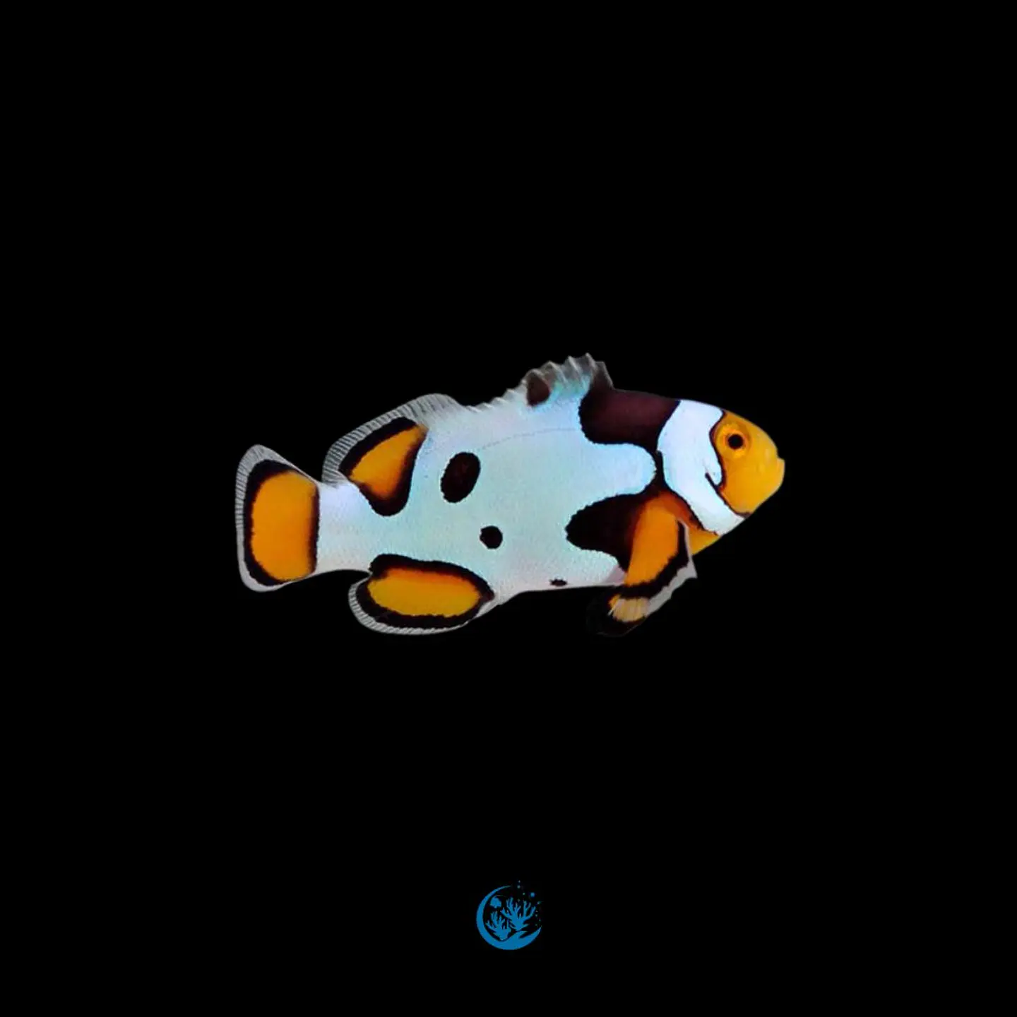 Amphiprion Percula Picasso 1