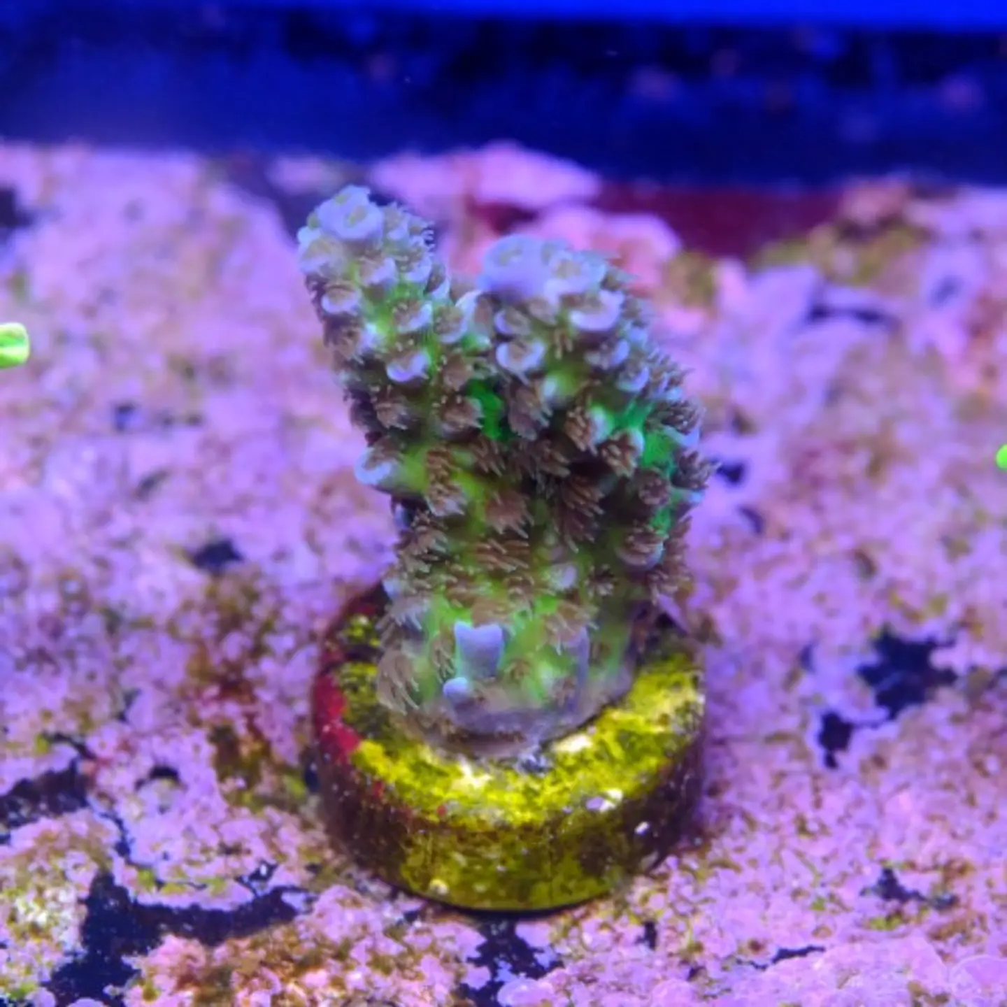 Acropora sp 2