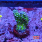 Acropora sp - Thumbnail 1
