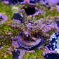 Acropora tyree pinky the bear  - Thumbnail 2