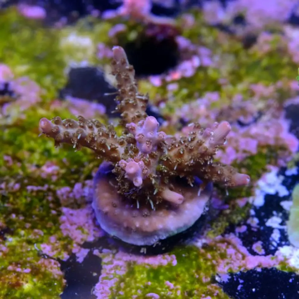 Acropora tyree pinky the bear  2
