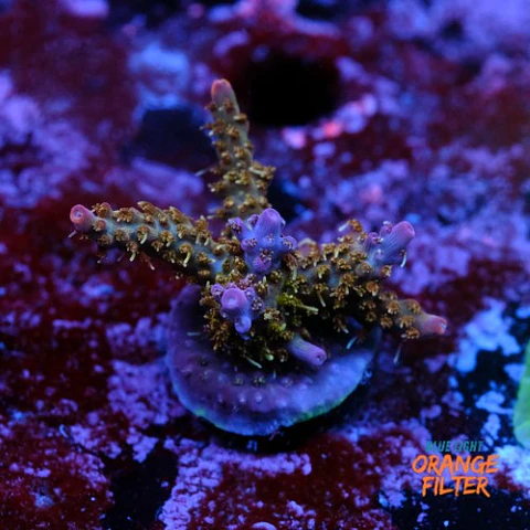 Acropora tyree pinky the bear 