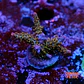 Acropora tyree pinky the bear  - Thumbnail 1