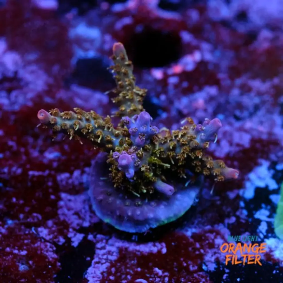 Acropora tyree pinky the bear  1