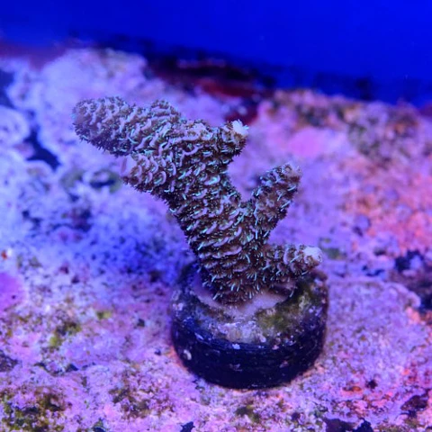Acropora millepora