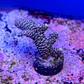 Acropora millepora - Thumbnail 2