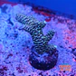 Acropora millepora - Thumbnail 1